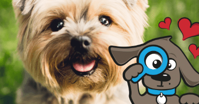 • Hondennamen teef vind je op Tinki.nl, het beste voor je hond.