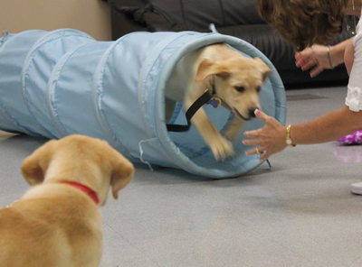 Geef u vandaag nog op voor puppytraining in Amsterdam